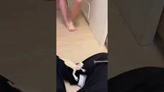 Lizard fail