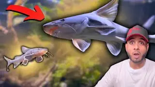 2 Years with a Hemiarius Stormii Catfish - Here's What I've Learned!