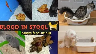 Blood in  CAT and KITTEN stool/Blood in Your kitten or cat Poop  / how to treat a cat /Dr.Hira Saeed