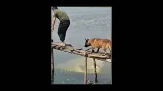 🤣   Total comedy gang 😂🤣🤣🤣 dog is fun 