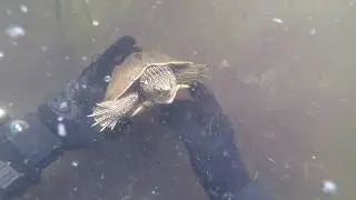 Snorkeling and Metal-Detecting at Wamplers Lake in Michigan!