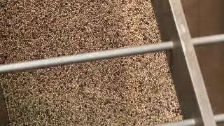 Pepper sterilizer