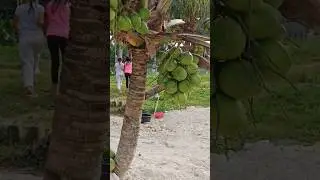 Dwarf Coconut Tree 😱🌴