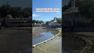 Rivers of America fish relocated - Magic Kingdom