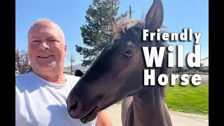 Wild Horse Encounter in Carson City, Nevada! 🐴