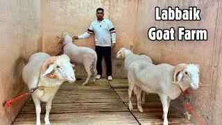 Extraordinary Personal Collection of Mushtaque Handi (Labbaik Goat Farm) Bhiwandi City