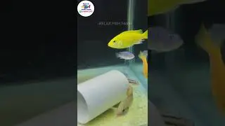 Tank Cleaner இன்னக்கி ஒரு புடி 😋 #cichildfish #cichlidfish #jewelfish #fish #breedingfish #colorfish