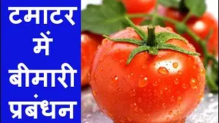 Late blight disease of Tomato | management | Fungicide | टमाटर में बीमारी | पहचान और प्रबंधन