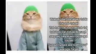 Tob Tobi Muslim Cat Meme