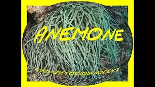 Tentacoli urticanti dell'anemone