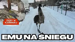 Ganianie się z emu po śniegu