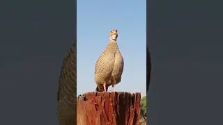 Nar Teetar ki Awaz yesi hoti hai | #teetarawaz #birds #shortsfeed