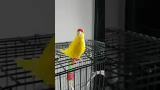 Tinkerbell the red crowned kakariki cute sound
