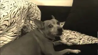adi shir -  My Blues Dog...Star.