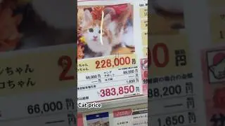 This is japan 🇯🇵 cat price 3,83,850 yen #music #anime check it like subscribe for more videos