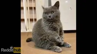 r/aww 😻 2021-Mar-22 | handsome content BEST OF #Reddithub​ #reddit​