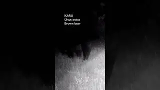 Karu (Ursus arctos; Brown bear) - Eesti elurikkus