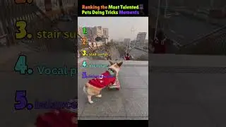 Ranking the Most Talented Pets Doing Tricks Moments!