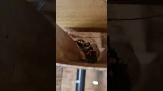 Helping Red Admiral butterflies 🦋🦋 hibernate in a gutter trough