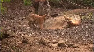 Panna Tiger Safari | Super Tiger Sighting in Panna Jungle Safari | Best Zone in Panna Tiger Reserve