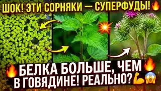 Экономический заговор раскрыт! Почему нам продают химию, когда в канаве растет «золото»?