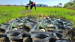 OMG unique  -A farmer caught a lot of fish and eggs in the rice fields west of the mountain.