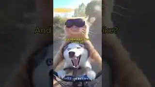 What are they gonna do next? #funny #funnyanimal #dog #cat