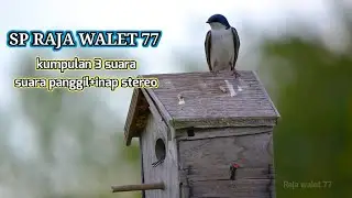 KUMPULAN SUARA BURUNG WALET PALING RESPON VERSI RAJA WALET 77 TERBARU