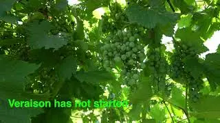 Frontenac Vines at Flower Valley Vineyard
