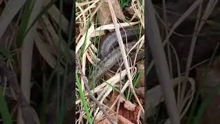 Smuk-Zamenis longissimus-Aesculapian snake-&Auml;skulapnatter #snake #zmija #schlange #trading #viral