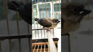 burung emprit gacor pancingan
