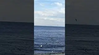 Flock Of Birds Flying Over The Sea