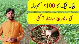Control of Blackleg disease of potato | new research on blackleg diseases of potato | Plant clinics