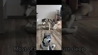 This Is Me &ndash; A Husky&rsquo;s Sweet Welcome Home Routine #huskylife #husky