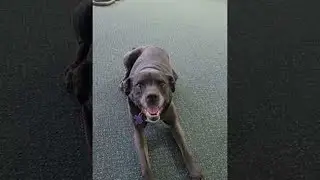 Dog Sneezes On Command || ViralHog
