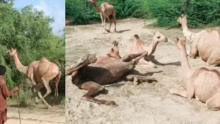Crazy Camel Shenanigans: Hilarious Moments of Fun and Laughter!