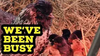 We Are Still Here - Raising Baby Chicks Outside