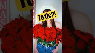 Christmas Plants That Are Actually Toxic 🎄