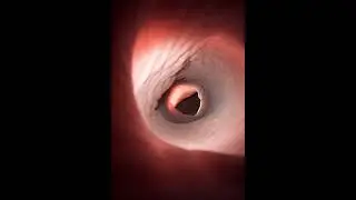 Understanding Vaginal Anatomy: A Medical Overview 🏥🩺