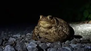 2017-07-16 Muraste klint - Bufo bufo 110 mm - Sicista Videos