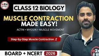 How Muscles Contract &mdash; Actin & Myosin Interaction (Contractile Proteins Explained)