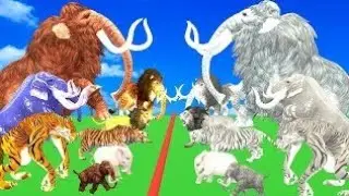 African Elephant Vs  Giant Tigers Attack, Zebra Saved by Woolly Mammoth Vs Tiger panda 