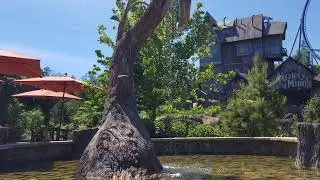 Dollywood Water Tree