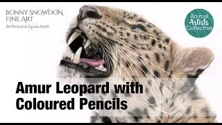Animal Artists Collective - Drawing an Amur Leopard in Coloured Pencils