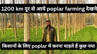 Madhya Pradesh में करना चाहते poplar farming #trending #biomassenergy #agroforestry #poplar #kisan