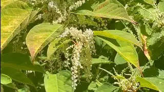 A whole lot of different kinds of bees in ￼Brinnon, Washington state!!!🐝🐝🐝🐝🐝🐝🐝🐝🐝🐝