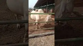 Angry Sluggur Bull #cow #sahiwalbreed #farmanimals #bull #cattleworld #farmanimalslist #animals