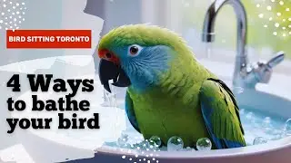 4 Ways to bathe your bird