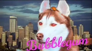 Хаски Лекси - BUBBLEGUM ( Official music video) клип
