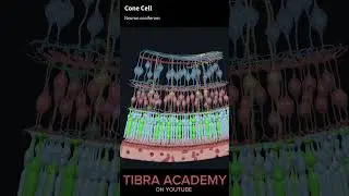 Retina Of Eye 👁️ In Animation #retina #eye #animation #biology #neurons  #retina #feedshorts #short